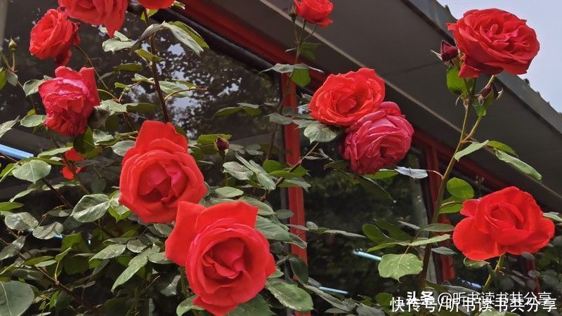 月季|没有最美只有更美的北京月季