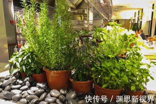 特制|此种垃圾别浪费,发酵成花肥,长寿花最爱吃,花期会爆盆