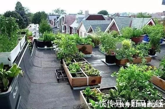 种菜|别墅院子这样设计,庭前栽花,屋后种菜,实现梦想中的田园生活!