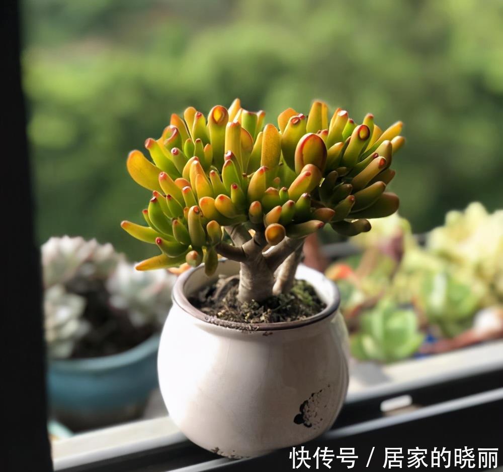 名叫|一种多肉名叫吸财树,叶形奇特还会变色,冬天用对方法还能爆盆