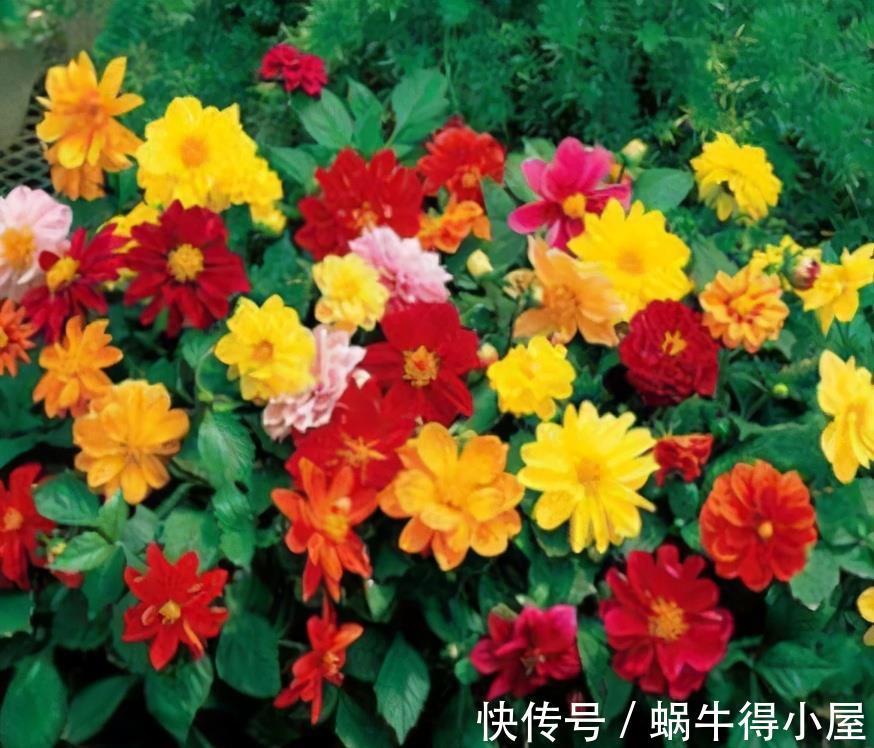 缠枝牡丹|7月买花有讲究,6种花正花苞满枝,带回家清香宜人小半年