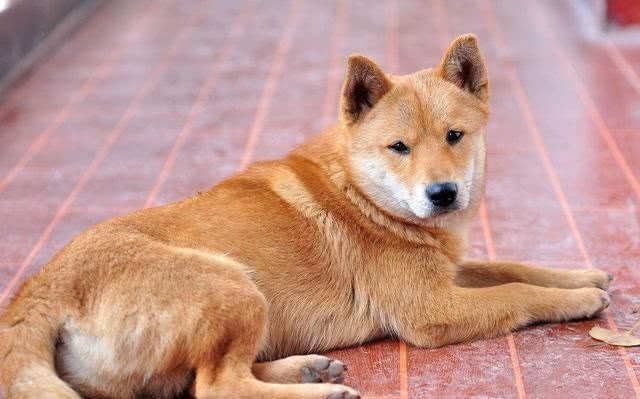 生活|为何民间“狗肉不上桌”?这个传统是怎么来的,有何历史渊源?