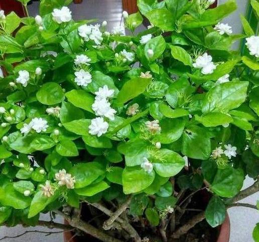 盆栽茉莉取代人造香水，该如何养好掌握4点，开花又白又香