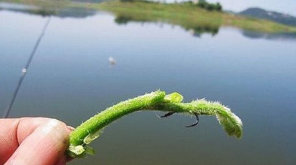 水草|夏季手竿钓草鱼心得钓点饵料很关键,选择得当,钓草鱼不是难事