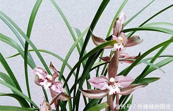 养兰花,牢记一个字,开花够豪气!