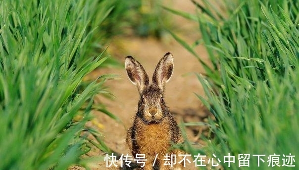 生肖|属兔人，平常待人真挚，性格沉稳，沉得住气！
