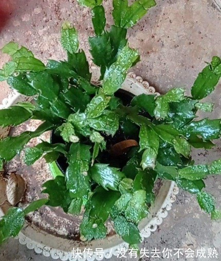 蟹爪兰长出这种叶子，立马掰掉它，嗖嗖冒花苞！