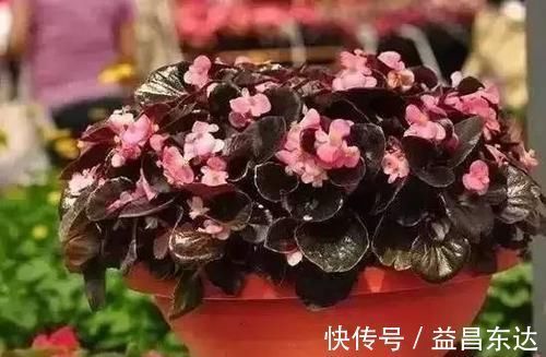 花店老板不愿透露的3个养花小技巧,学会一生受用,养花新手必看