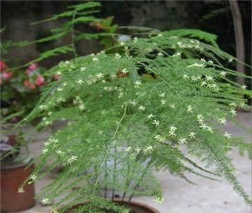 文竹有“三怕”,避开生机勃勃,撒欢长猛窜芽,养成苍劲小老桩