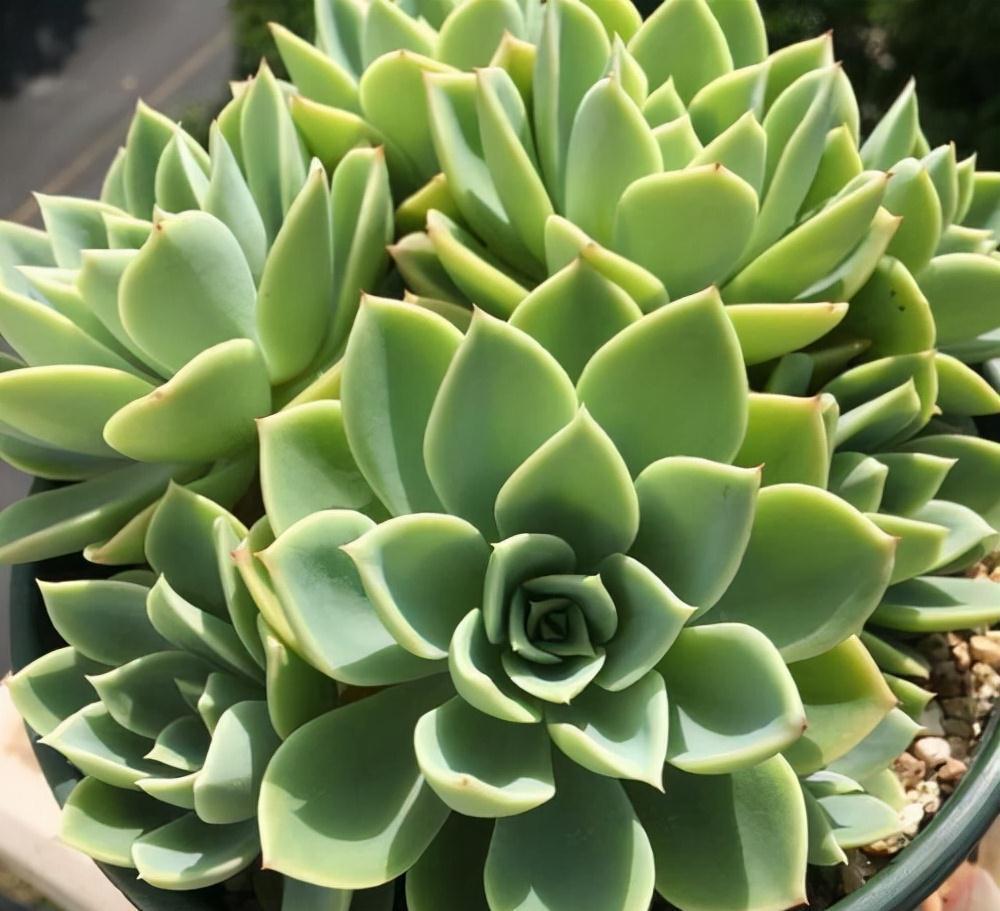 多肉常见3种季节病,养花大神有良方,新手拿好小本子