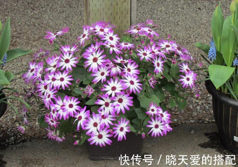 小月季|5种漂亮花,都是“激素花”,好看难养活,开完花就扔