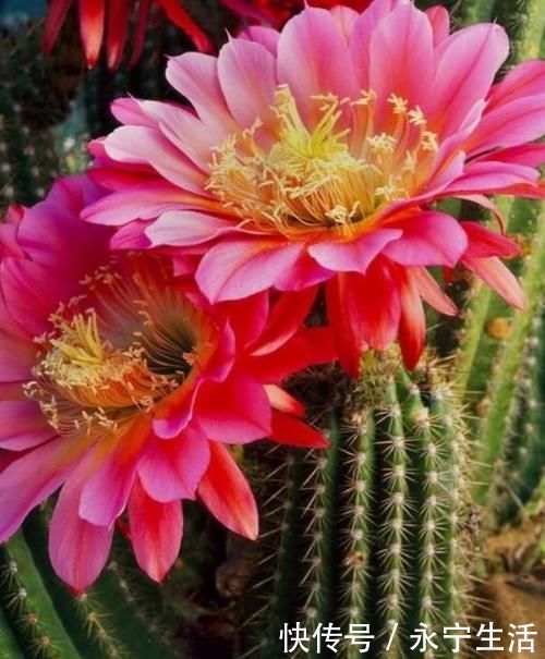 赏花|3种花是“大美女”,开花勤爱爆盆,美不胜收,一年四季都赏花