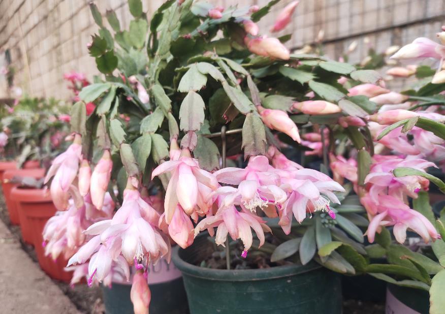 花友|害怕蟹爪兰夏季打蔫,告诉你几个关键操作,让它叶片油绿硬挺