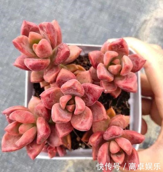 老桩|养多肉老桩，不想它茎叶长得乱糟糟就从这4方面着手提升颜值