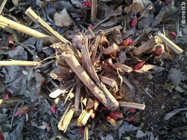 秋天给花铲一锹，一盆变五盆，根本不用扦插！