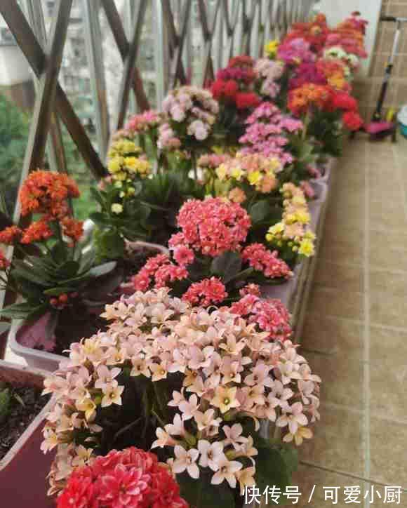 长寿花扦插,一不小心阳台就满了,插在土里就能活,全都送邻居了