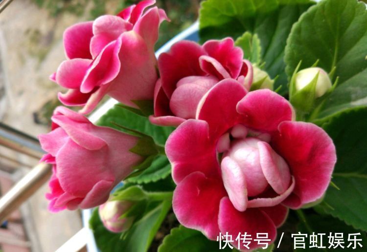 大岩桐|大岩桐,谁看谁喜欢,花期200天,花色鲜艳漂亮,太养眼!