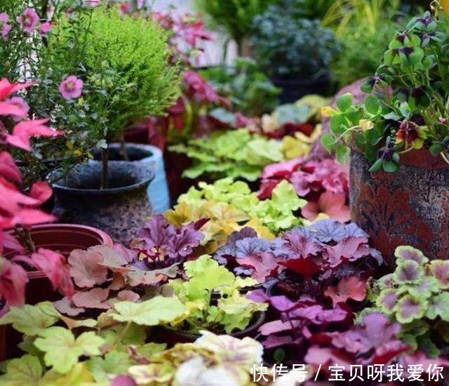 最合适|4种花“不怕冻”,冬天下雪会更美,养护也简单,北方养最合适