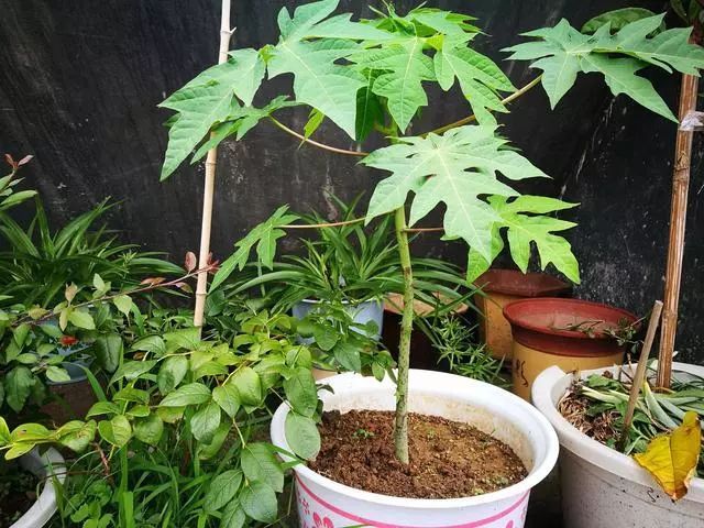 木瓜盆栽种植方法