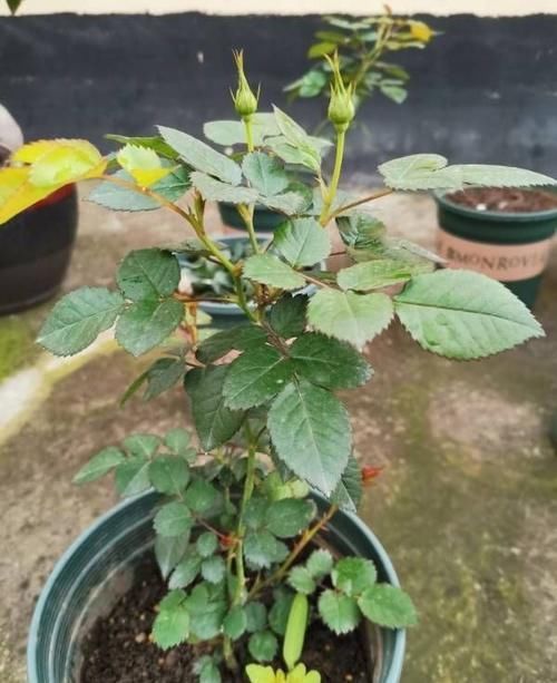 养月季没有那么复杂,“两种肥”轮流给,花苞更多叶子绿