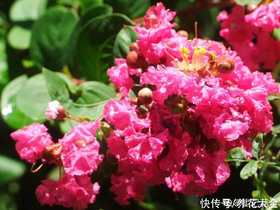 夏天|热不死的花,温度高也不休眠,超级适合夏天