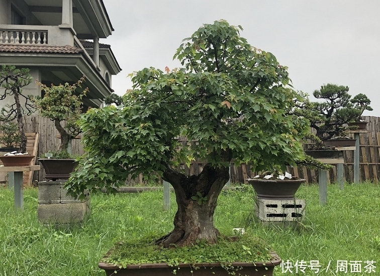 罗汉松|中国盆景欣赏,园艺大师经过几十年的精心打理,感受盆景独特的美