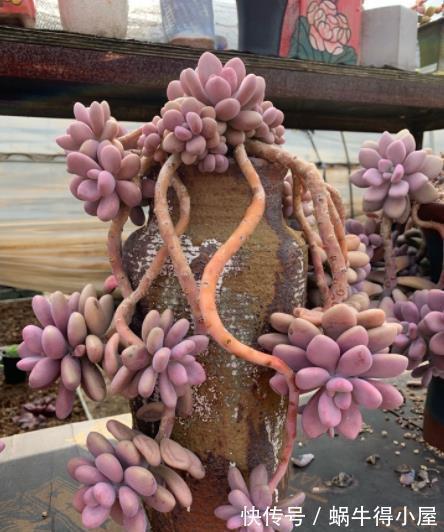 叶片|多肉桃蛋和桃美人,颜值高易爆盆,新手怎么挑?看看老花匠怎么说