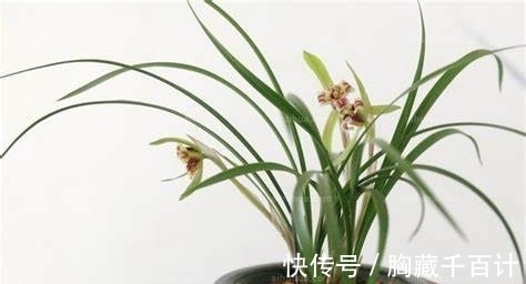 施肥|兰花不开花,除了养护不当之外,多做“1个”必不可少的动作
