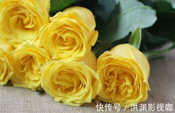 格拉汉|“精品玫瑰”金香玉,花开金碧辉煌,芳姿耀眼,非常值得拥有