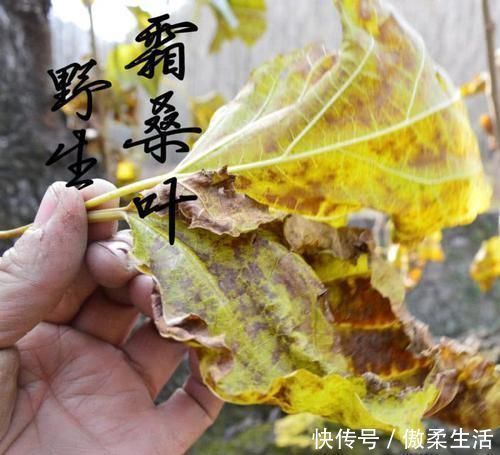 血糖|糖尿病的“天敌”找到了,常吃此物来降血糖,让你不做“药罐子”