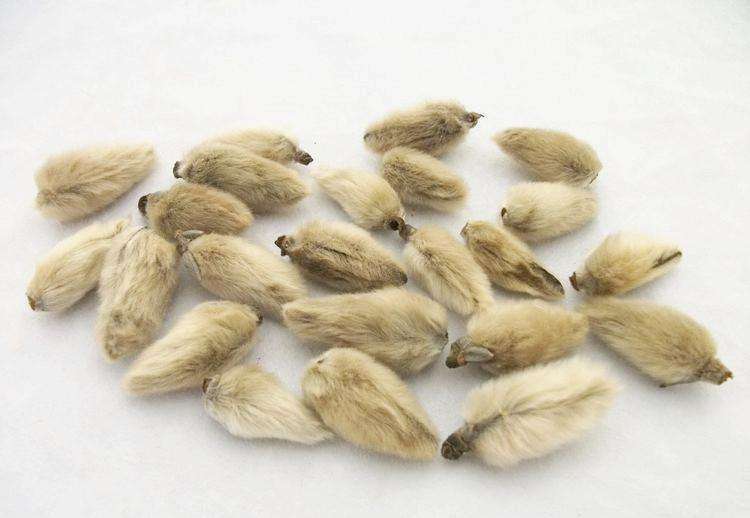 霉菌病毒|阳气一到,鼻气自通!一味中药专治鼻炎、鼻塞、鼻涕不断