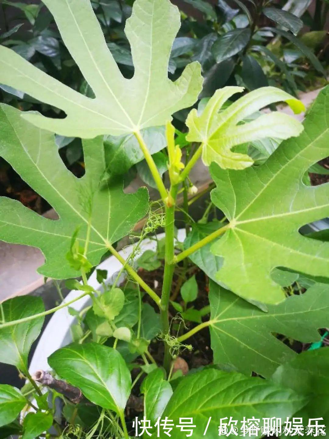 花花|大粗杆插土里,7天生根,当年结果压弯枝,不用买水果了!