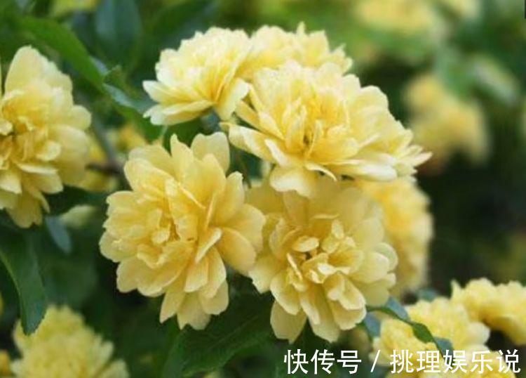 养人|养花就养这种花，旺财又养人，吉祥富贵，红红火火好运来！