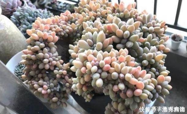 景天科|多肉中的7大美人，个个都千娇百媚，美极了！