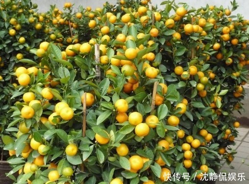 皮肤|女人想要不显老,三种食物要多吃,滋润皮肤,皮肤越来越细腻