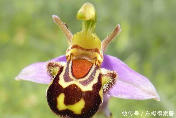  花儿|这些带着面孔的花儿，简直是花卉界的奇葩！奇花异草