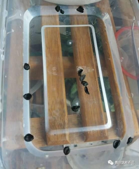 这种球乱养都能活,丢盆里1个月开花,开花太惊艳