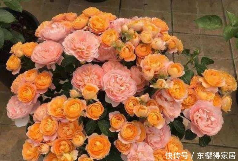 4种旺运花,吉祥添富贵,招财又开运,你养了吗?