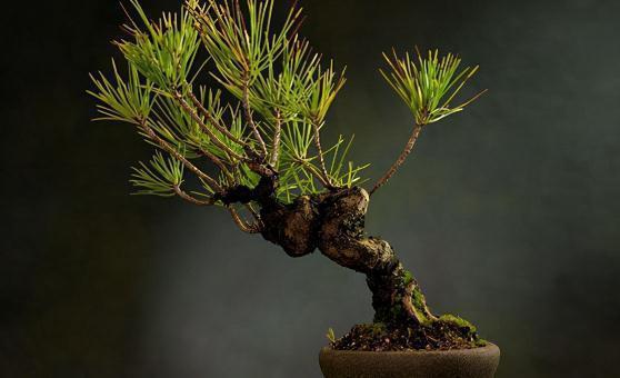 微型盆景如何制作,微型盆景制作步骤、养护方法来了