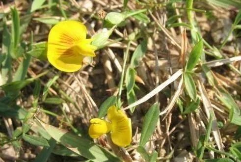黄花草|荒地里一黄花草，不起眼少有人识，才知价值珍贵，对感冒有良效