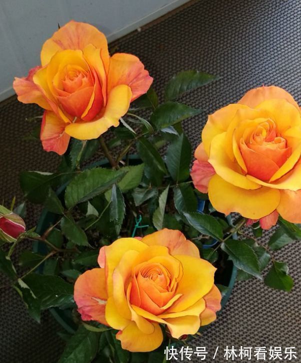 喜欢养玫瑰,不如养“高档品种”艾帕索玫瑰,花色橙黄,高端大气