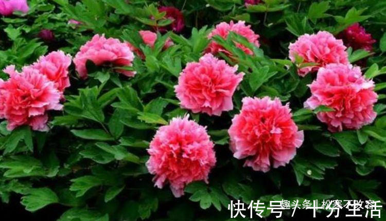 聪明人都养几种花，花大服盆快，沾点水就疯长，开花勤还爱爆盆