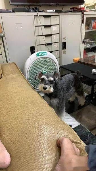 花一千多烫发！回家竟跟卷Q小屁汪同款发型！她大哭：理发师说很流行的！