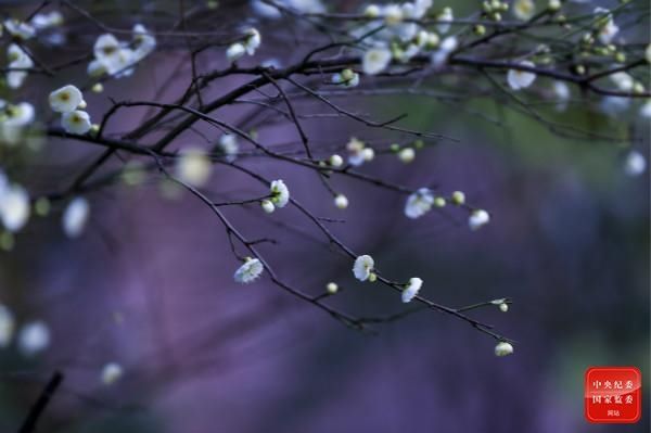 著花|镜头｜寒梅著花未