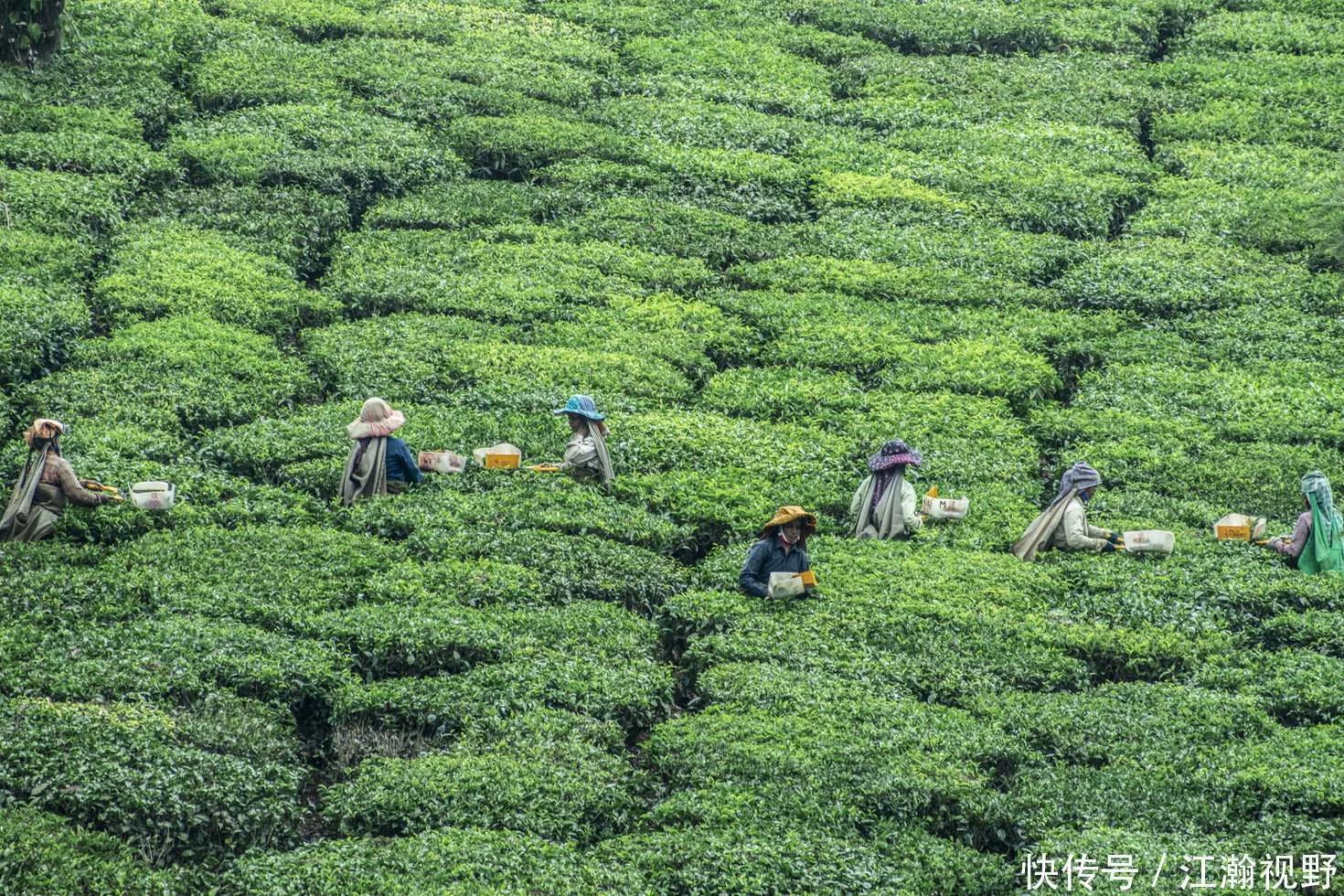 用科学来做茶 小罐茶选择了成为全球茶品牌的“最难捷径”