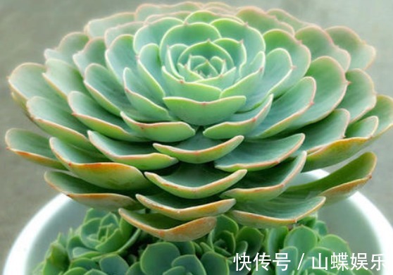 超好养活的多肉植物，喜欢多肉的不要错过，这几款超好看还好养