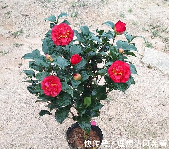 花色|曾一株难求的“红茶花之王”,现在实惠平价!耐寒耐热易打理!