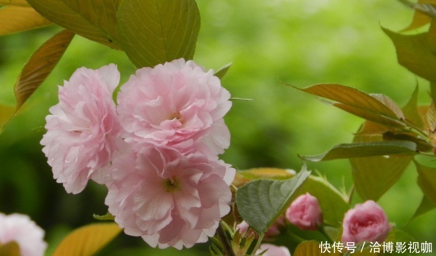 生肖女|婚后最能管住丈夫的三个生肖女，管起老公毫不手软，却越管越有钱