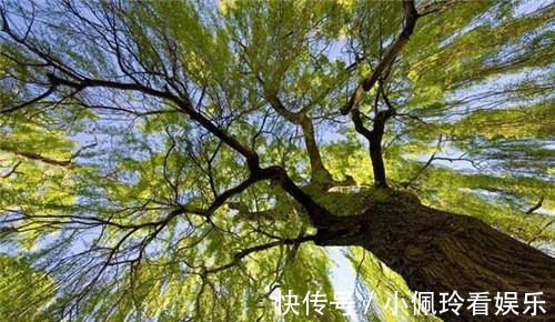 盗墓者|为什么盗墓贼一看见栽有柳树的古墓扭头就走？不走就来不及了