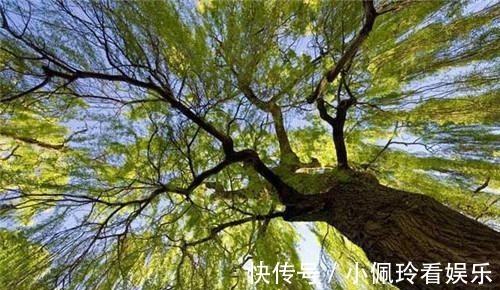 盗墓者|为什么盗墓贼一看见栽有柳树的古墓扭头就走?不走就来不及了